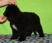 Превью фото № 222241