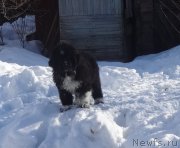 Превью фото № 222246