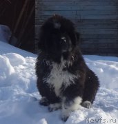 Превью фото № 222247