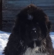 Превью фото № 222248