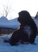 Превью фото № 222250