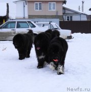 Превью фото № 222256