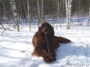 Превью фото № 222301