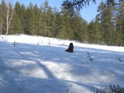 Превью фото № 222302