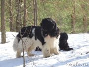 Превью фото № 222306