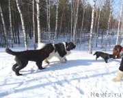 Превью фото № 222309