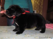 Превью фото № 222318