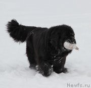 Превью фото № 222338