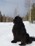 Превью фото № 222339