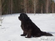 Превью фото № 222347