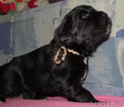 Превью фото № 222351