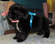 Превью фото № 222355