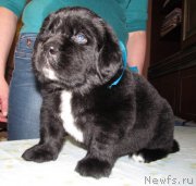 Превью фото № 222356