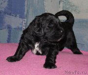 Превью фото № 222358