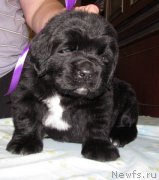 Превью фото № 222363