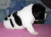 Превью фото № 222365