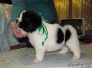 Превью фото № 222366