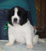 Превью фото № 222367