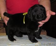 Превью фото № 222382