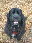 Превью фото № 222388