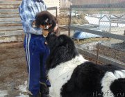 Превью фото № 222391