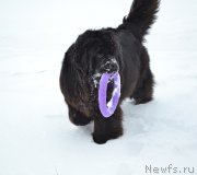 Превью фото № 222395