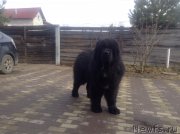 Превью фото № 222404