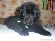 Превью фото № 222414