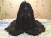 Превью фото № 222415