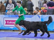 Превью фото № 222434