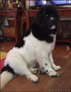 Превью фото № 222481