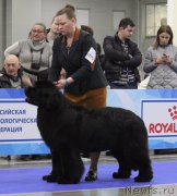 Превью фото № 222523