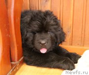 Превью фото № 222536