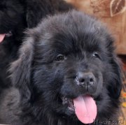 Превью фото № 222560