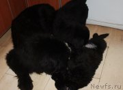 Превью фото № 222573