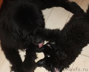 Превью фото № 222575