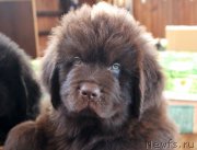 Превью фото № 222581