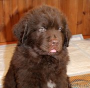 Превью фото № 222582