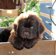 Превью фото № 222585