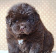 Превью фото № 222605