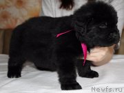 Превью фото № 222622