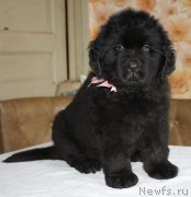 Превью фото № 222647