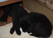 Превью фото № 222685