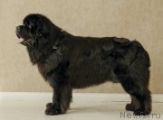 Превью фото № 222718