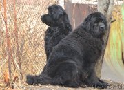 Превью фото № 222738