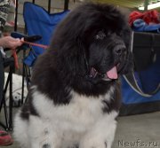 Превью фото № 222744