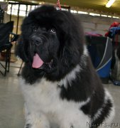 Превью фото № 222748