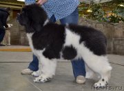 Превью фото № 222749