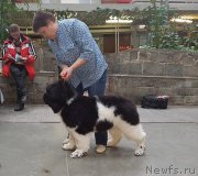 Превью фото № 222750