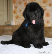 Превью фото № 222753